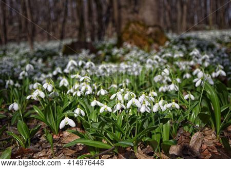 Carpet Of Snowdrops Galanthus Plicatus In Sunny Spring Forest