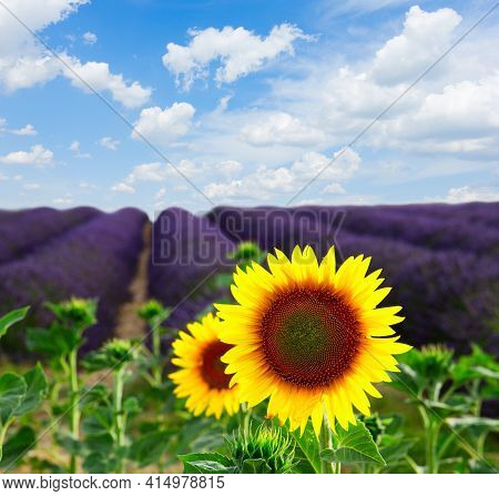 Sunflower And Lavender Flowers Field, Provence, France