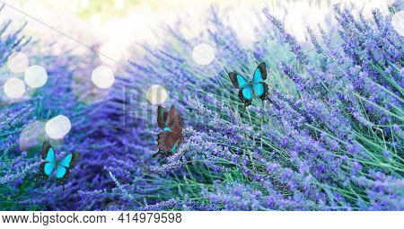 Lavender Flowers Blooming Field Wiyj Butterflies Close Up, Provence France, Web Bwnner Format