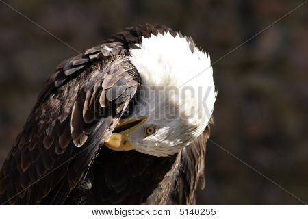 Sup - sup Fulvus