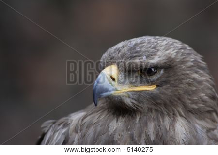 Sup - sup Fulvus