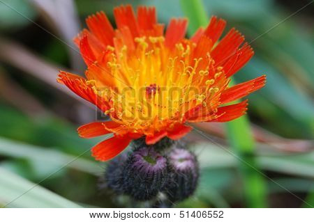 Devil's Paintbrush