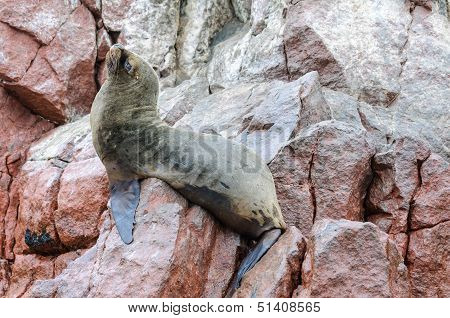 Sea Lion In Islas Ballestas, Peru