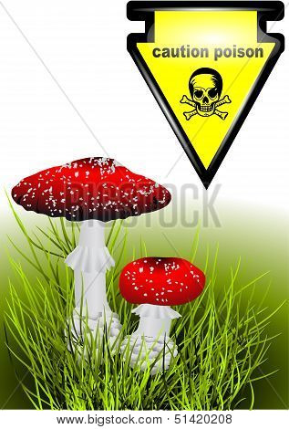 Poisonous Mushrooms
