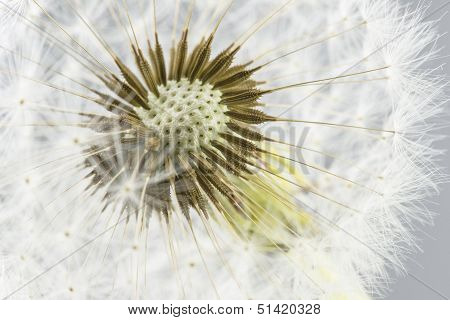 Macro Shot Of Dandelion