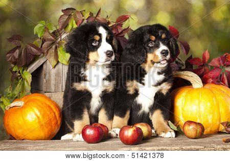 basset hound and pumpkin yellow