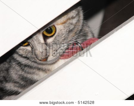 Gattino carino