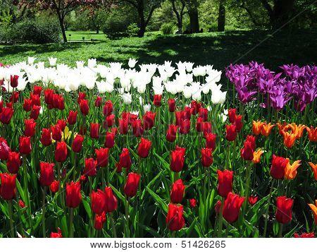 Colorful Tulip Flower Beds at Brooklyn Botanical Gardens