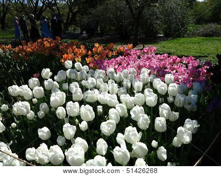 Colorful Tulip Flower Beds at Brooklyn Botanical Gardens
