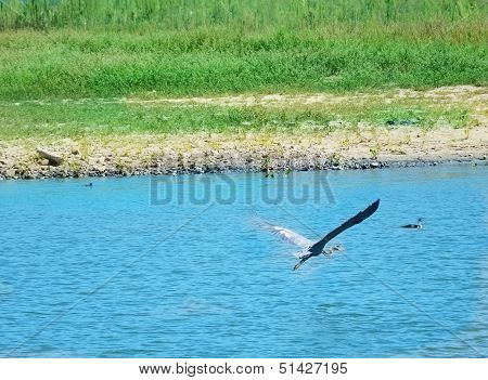Heron In Flight