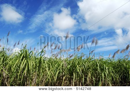 ฟิลด์อ้อย