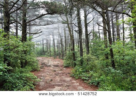 Pine Forest In The Fog