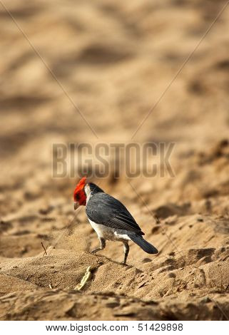 Cardinal on Beach