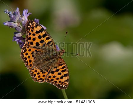 Queen Of Spain Fritillary (Issoria Lathonia), Sweden