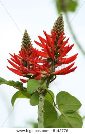 Mooie bloemen