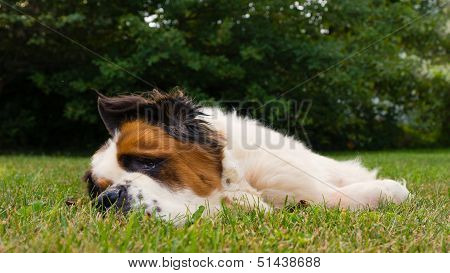 St Bernard a riposo