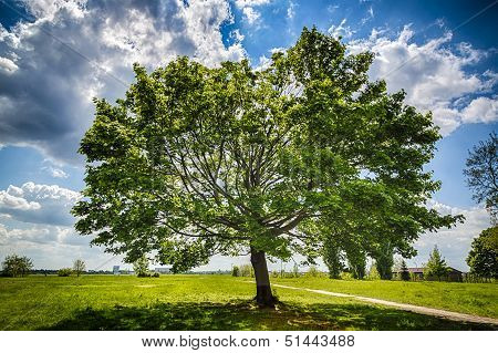Hdr-shot - Sloped Mapletree On The Tempelhofer Field In Spring