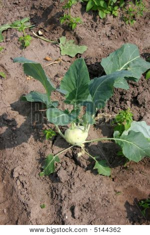 Turnip Cabbage