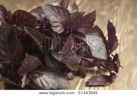 Basil