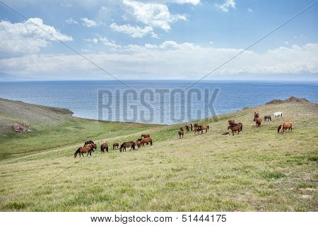 Big herd of horses at the lake
