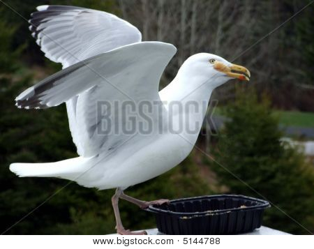 Seagull close up Fütterung