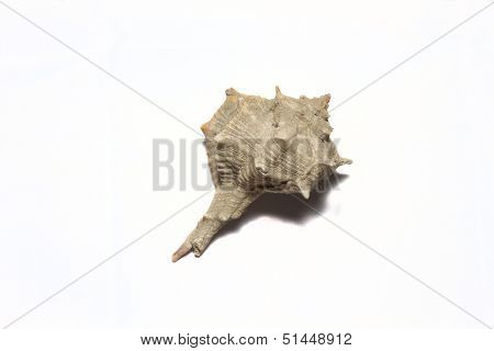 Single Shell