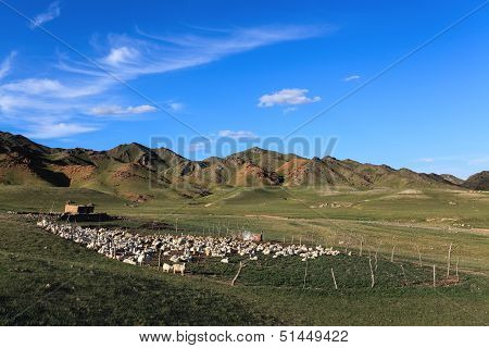 Sheeps In Sheepfold On Hillside
