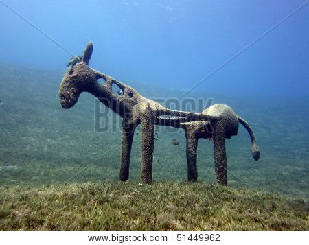 Sea horse