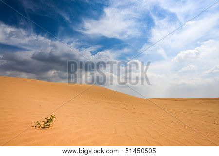 Sand Desert And Small Grass