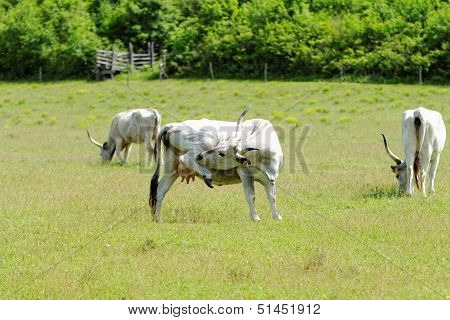 Hungarian Grey Cattle
