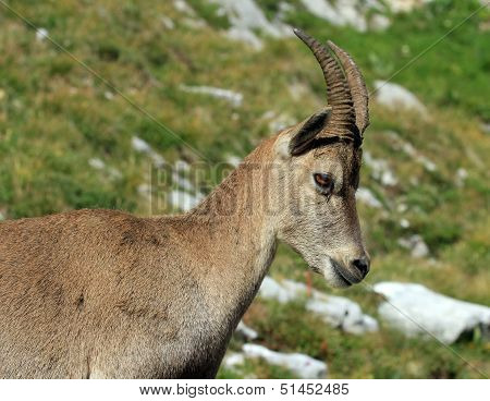 Wild alpine ibex - steinbock portrait