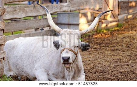 Hungarian Grey Cattle