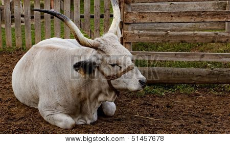 Hungarian Grey Cattle