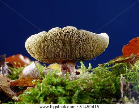 Suillus luteus shot on dark blue background