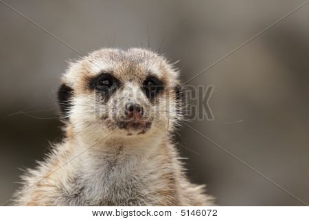 Meerkat (Suricatta di suricatta)
