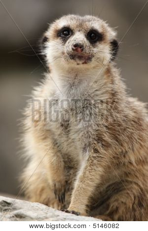 Meerkat (Suricatta di suricatta)
