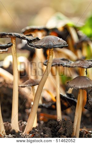 poisonous mushrooms Entoloma cetratum