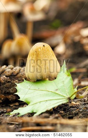 poisonous mushrooms Entoloma cetratum