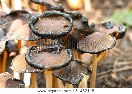 poisonous mushrooms Entoloma cetratum