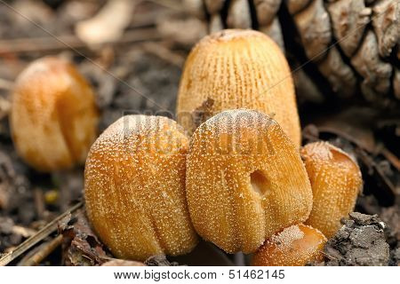 poisonous mushrooms Entoloma cetratum