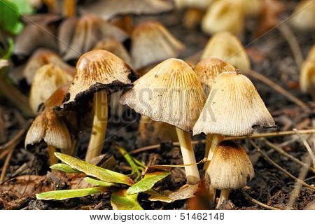 poisonous mushrooms Entoloma cetratum