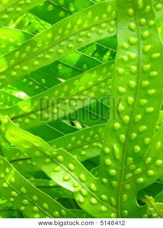 บทคัดย่อของเฟิร์นเมาอิ ฮาวาย
