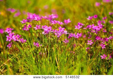 Luonnonvaraisia kukkia