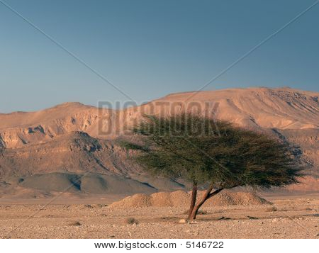 Albero solitario nel deserto