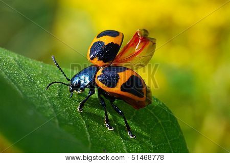 BeetleTaking Flight
