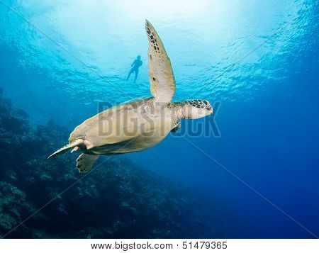 Green Turtle And Snorkeler