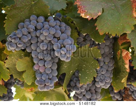 Raisin bleu
