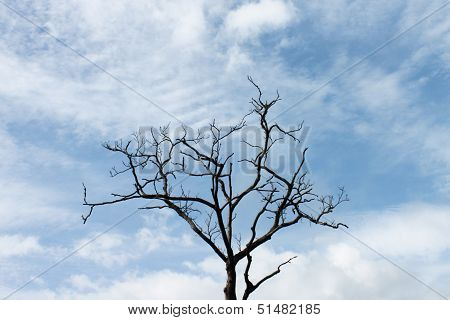 Isolated Tree
