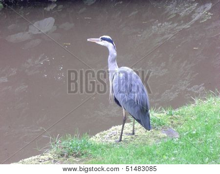 Heron at the side of canal