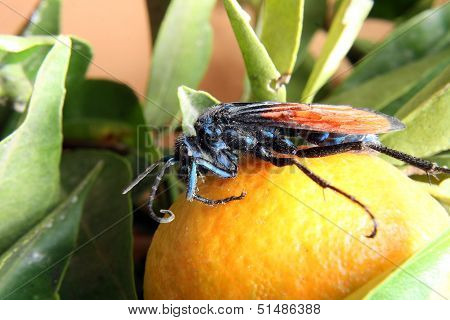 Tarantula Hawk Spider Wasp on Orange